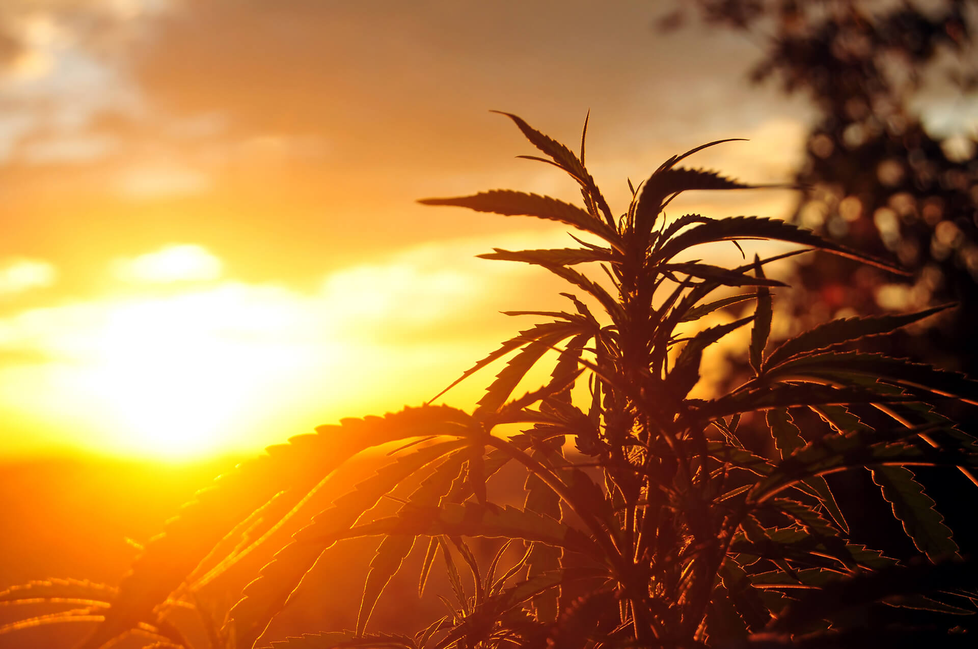 cannabis extraction consulting
