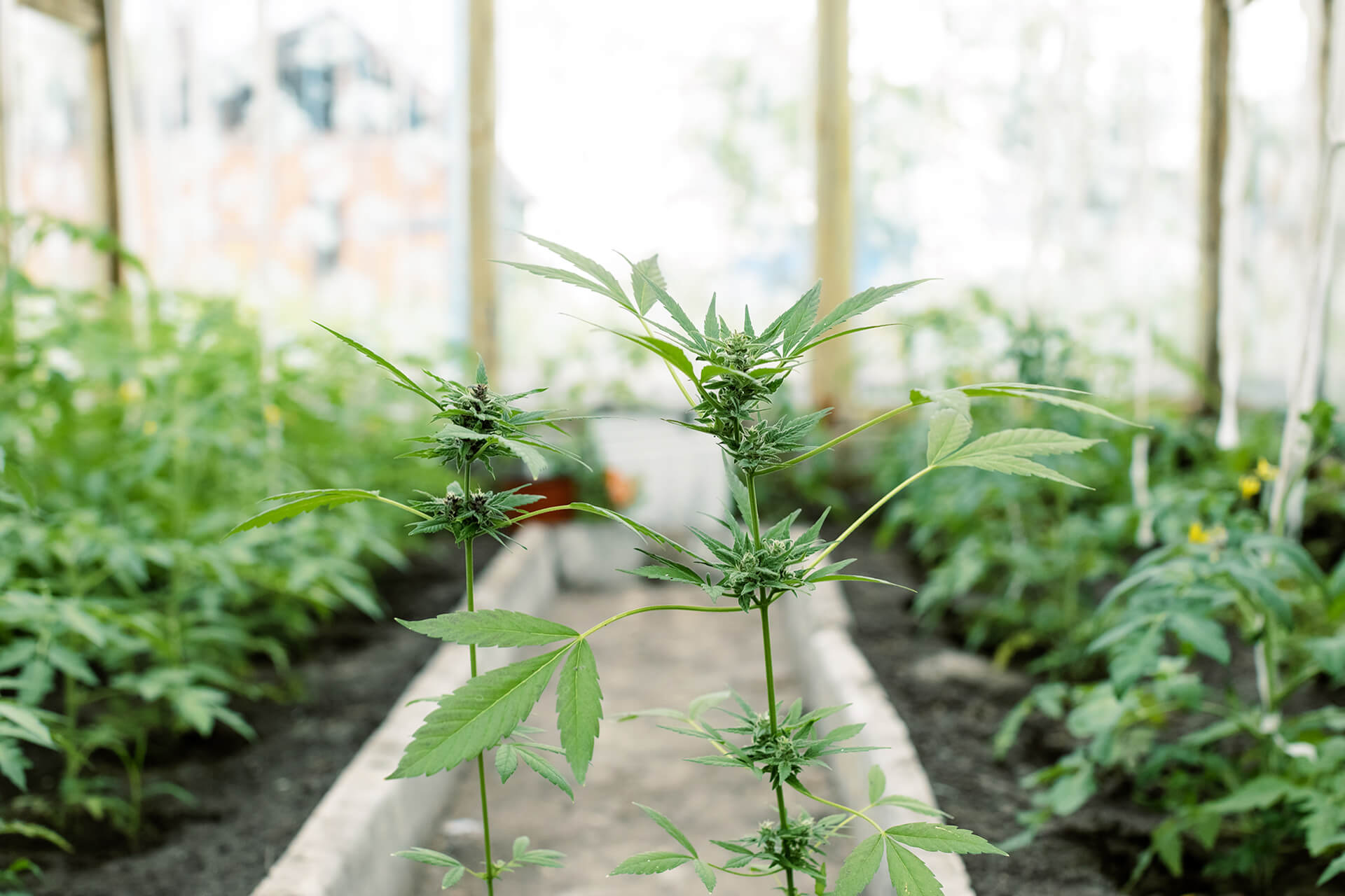 cannabis extraction consulting