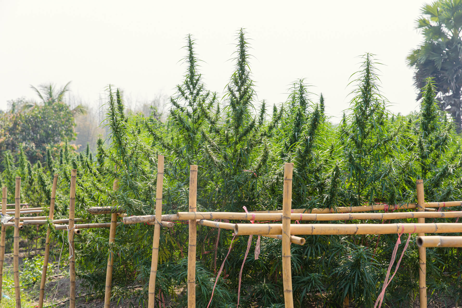 cannabis extraction consulting