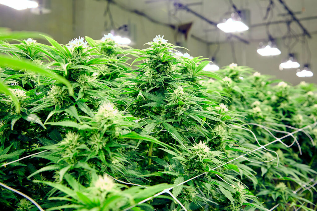 cannabis extraction consulting