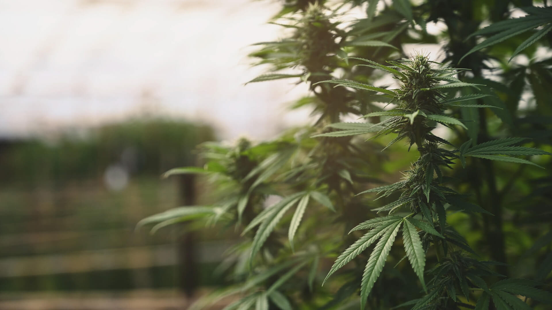 cannabis extraction consulting