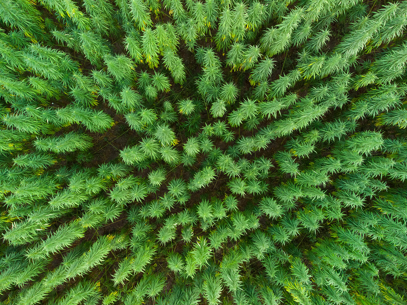 cannabis extraction consulting
