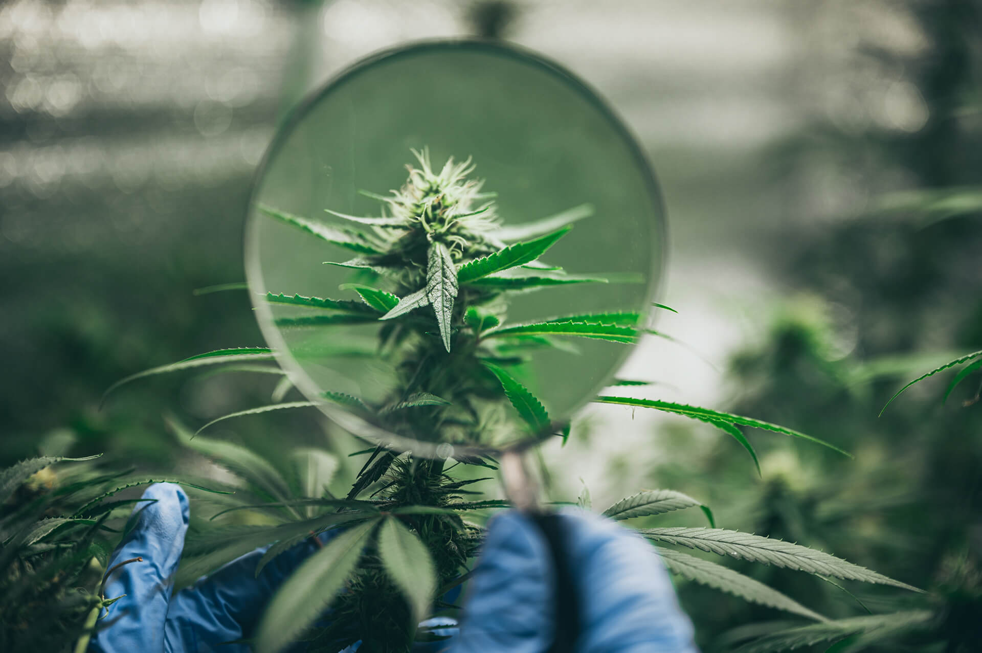 cannabis extraction consulting