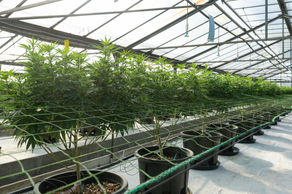 cbd oil extraction equipment