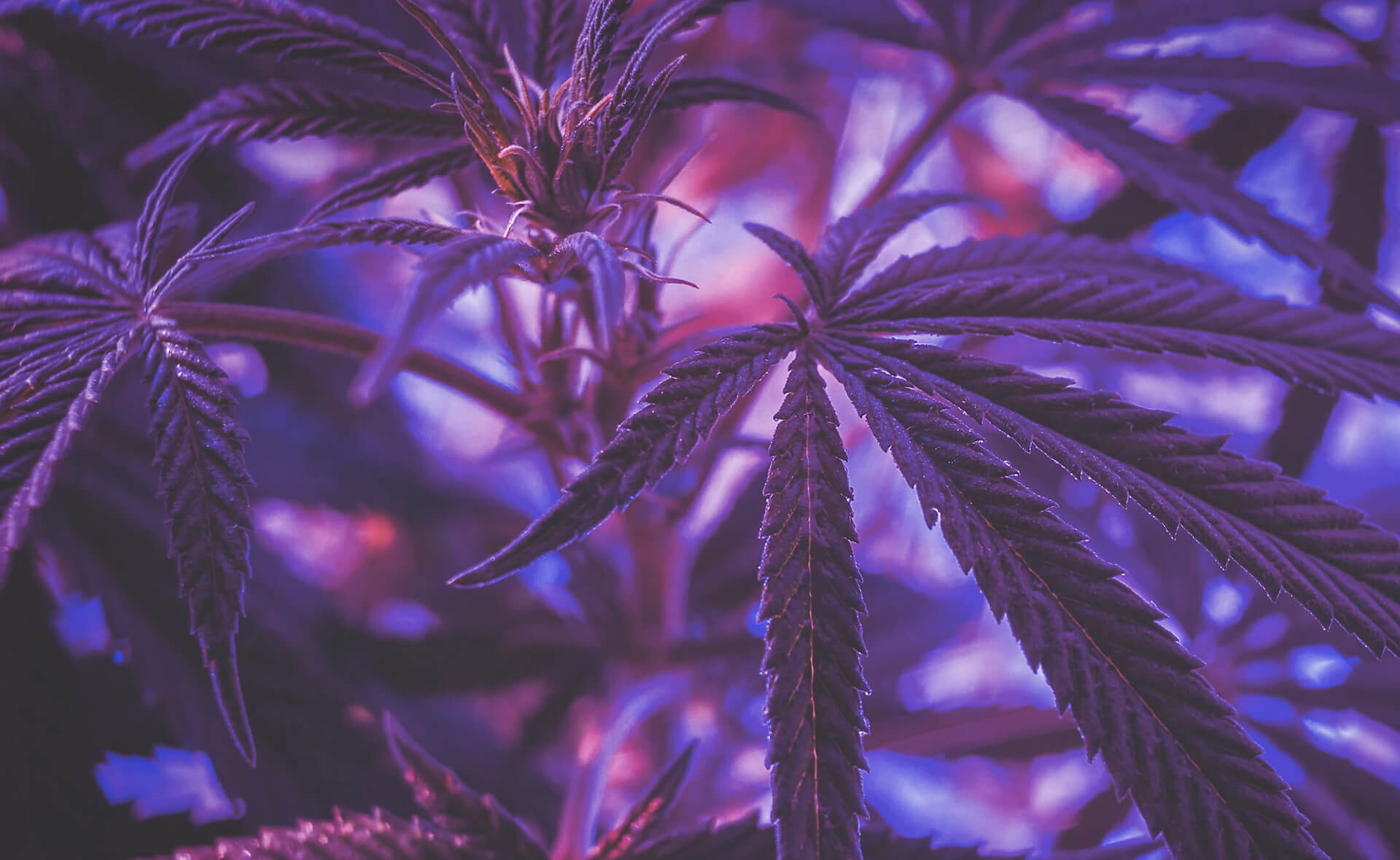 cannabis extraction consulting