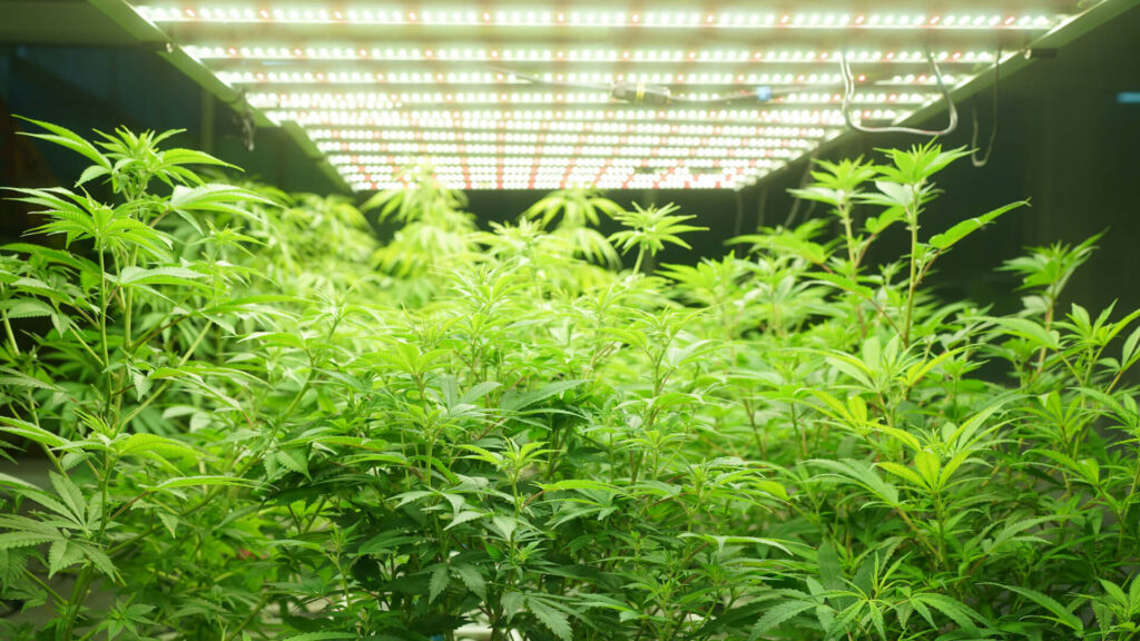 cannabis extraction consulting